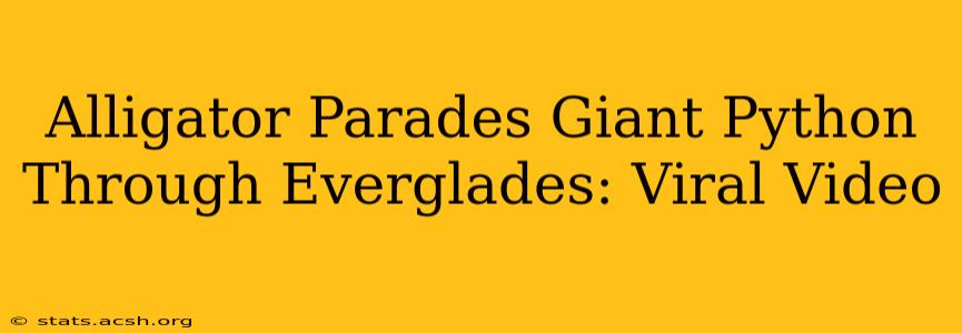 Alligator Parades Giant Python Through Everglades: Viral Video