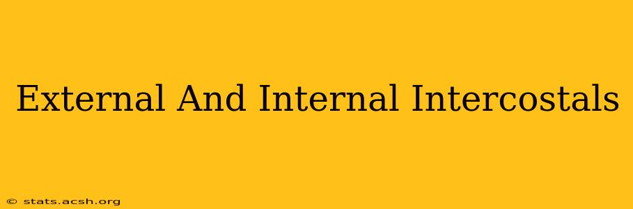 External And Internal Intercostals