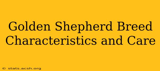 Golden Shepherd Breed Characteristics and Care