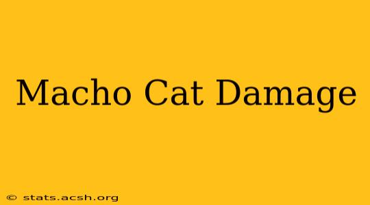 Macho Cat Damage