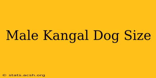 Male Kangal Dog Size