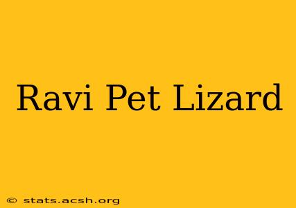 Ravi Pet Lizard