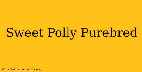 Sweet Polly Purebred