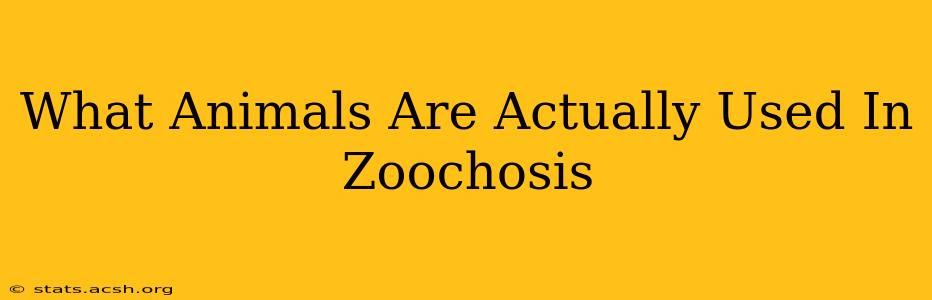 What Animals Are Actually Used In Zoochosis