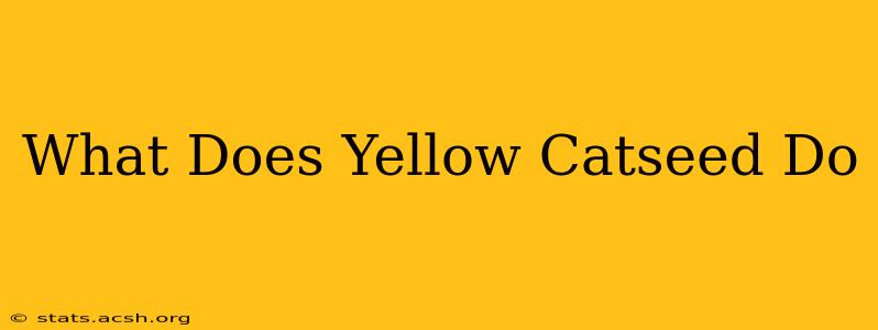 What Does Yellow Catseed Do