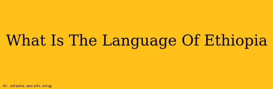 What Is The Language Of Ethiopia