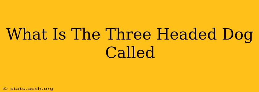 What Is The Three Headed Dog Called