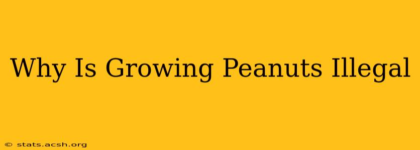 Why Is Growing Peanuts Illegal