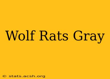 Wolf Rats Gray